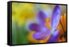 Glowing Crocus-Heidi Westum-Framed Stretched Canvas