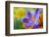 Glowing Crocus-Heidi Westum-Framed Photographic Print