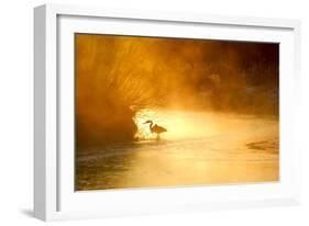 Glowing Mist-Dan Ballard-Framed Photographic Print