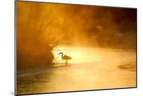 Glowing Mist-Dan Ballard-Mounted Photographic Print
