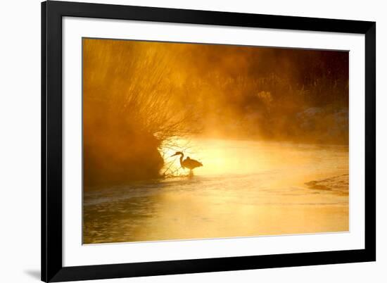 Glowing Mist-Dan Ballard-Framed Photographic Print