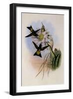 Glowing Puffleg, Eriocnemis Vestitus-John Gould-Framed Giclee Print