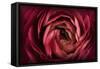 Glowing Ruby Red Ranunculus-Cora Niele-Framed Stretched Canvas