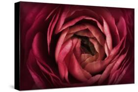 Glowing Ruby Red Ranunculus-Cora Niele-Stretched Canvas