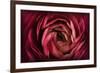 Glowing Ruby Red Ranunculus-Cora Niele-Framed Photographic Print