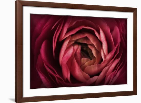 Glowing Ruby Red Ranunculus-Cora Niele-Framed Photographic Print