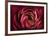 Glowing Ruby Red Ranunculus-Cora Niele-Framed Photographic Print