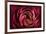 Glowing Ruby Red Ranunculus-Cora Niele-Framed Photographic Print