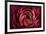 Glowing Ruby Red Ranunculus-Cora Niele-Framed Photographic Print