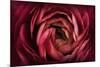 Glowing Ruby Red Ranunculus-Cora Niele-Mounted Photographic Print
