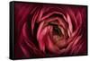 Glowing Ruby Red Ranunculus-Cora Niele-Framed Stretched Canvas