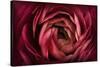 Glowing Ruby Red Ranunculus-Cora Niele-Stretched Canvas