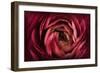 Glowing Ruby Red Ranunculus-Cora Niele-Framed Photographic Print