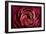 Glowing Ruby Red Ranunculus-Cora Niele-Framed Photographic Print