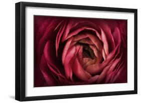 Glowing Ruby Red Ranunculus-Cora Niele-Framed Photographic Print