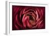 Glowing Ruby Red Ranunculus-Cora Niele-Framed Photographic Print