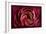 Glowing Ruby Red Ranunculus-Cora Niele-Framed Photographic Print