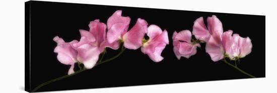 Glowing Sweet Peas-Cora Niele-Stretched Canvas