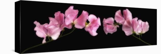 Glowing Sweet Peas-Cora Niele-Stretched Canvas