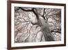 Glowing Tree-Michael Hudson-Framed Giclee Print