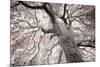 Glowing Tree-Michael Hudson-Mounted Giclee Print