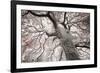 Glowing Tree-Michael Hudson-Framed Giclee Print