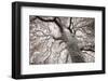 Glowing Tree-Michael Hudson-Framed Art Print