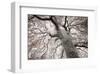 Glowing Tree-Michael Hudson-Framed Art Print