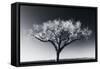 Glowing Tree-Jamie Cook-Framed Stretched Canvas