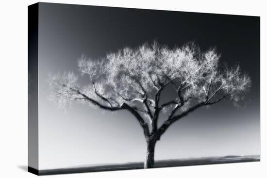 Glowing Tree-Jamie Cook-Stretched Canvas