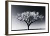 Glowing Tree-Jamie Cook-Framed Giclee Print