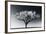 Glowing Tree-Jamie Cook-Framed Giclee Print