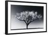 Glowing Tree-Jamie Cook-Framed Giclee Print