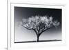 Glowing Tree-Jamie Cook-Framed Giclee Print