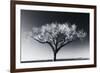 Glowing Tree-Jamie Cook-Framed Giclee Print