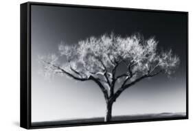 Glowing Tree-Jamie Cook-Framed Stretched Canvas
