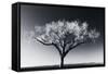 Glowing Tree-Jamie Cook-Framed Stretched Canvas