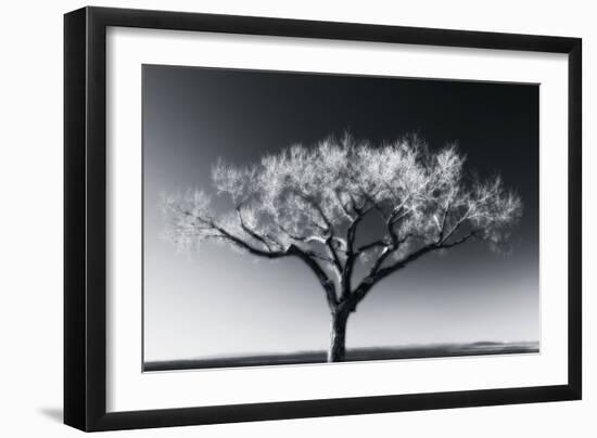 Glowing Tree-Jamie Cook-Framed Giclee Print