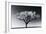 Glowing Tree-Jamie Cook-Framed Giclee Print