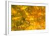 Glowing Waters-Brenda Petrella Photography LLC-Framed Giclee Print