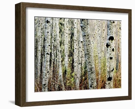 Glowoing Alders-Jody Miller-Framed Photographic Print