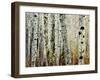 Glowoing Alders-Jody Miller-Framed Photographic Print