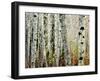 Glowoing Alders-Jody Miller-Framed Photographic Print