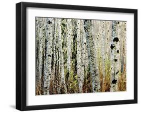 Glowoing Alders-Jody Miller-Framed Photographic Print