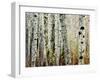 Glowoing Alders-Jody Miller-Framed Photographic Print