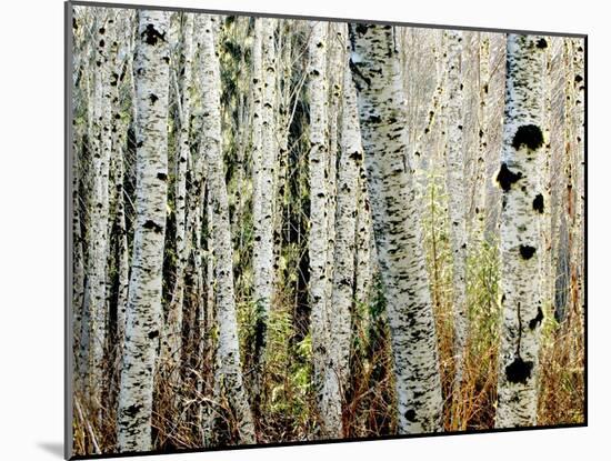 Glowoing Alders-Jody Miller-Mounted Photographic Print