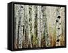 Glowoing Alders-Jody Miller-Framed Stretched Canvas