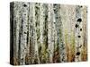 Glowoing Alders-Jody Miller-Stretched Canvas