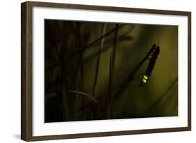 Glowworm (Lampyris Noctiluca) at Night, Cambridgeshire, England, UK, August-Paul Hobson-Framed Photographic Print