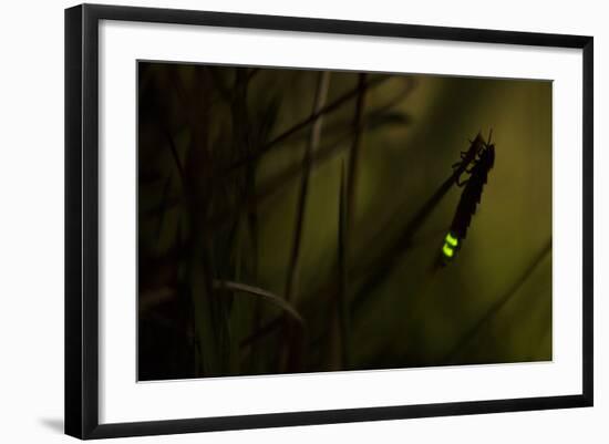 Glowworm (Lampyris Noctiluca) at Night, Cambridgeshire, England, UK, August-Paul Hobson-Framed Photographic Print